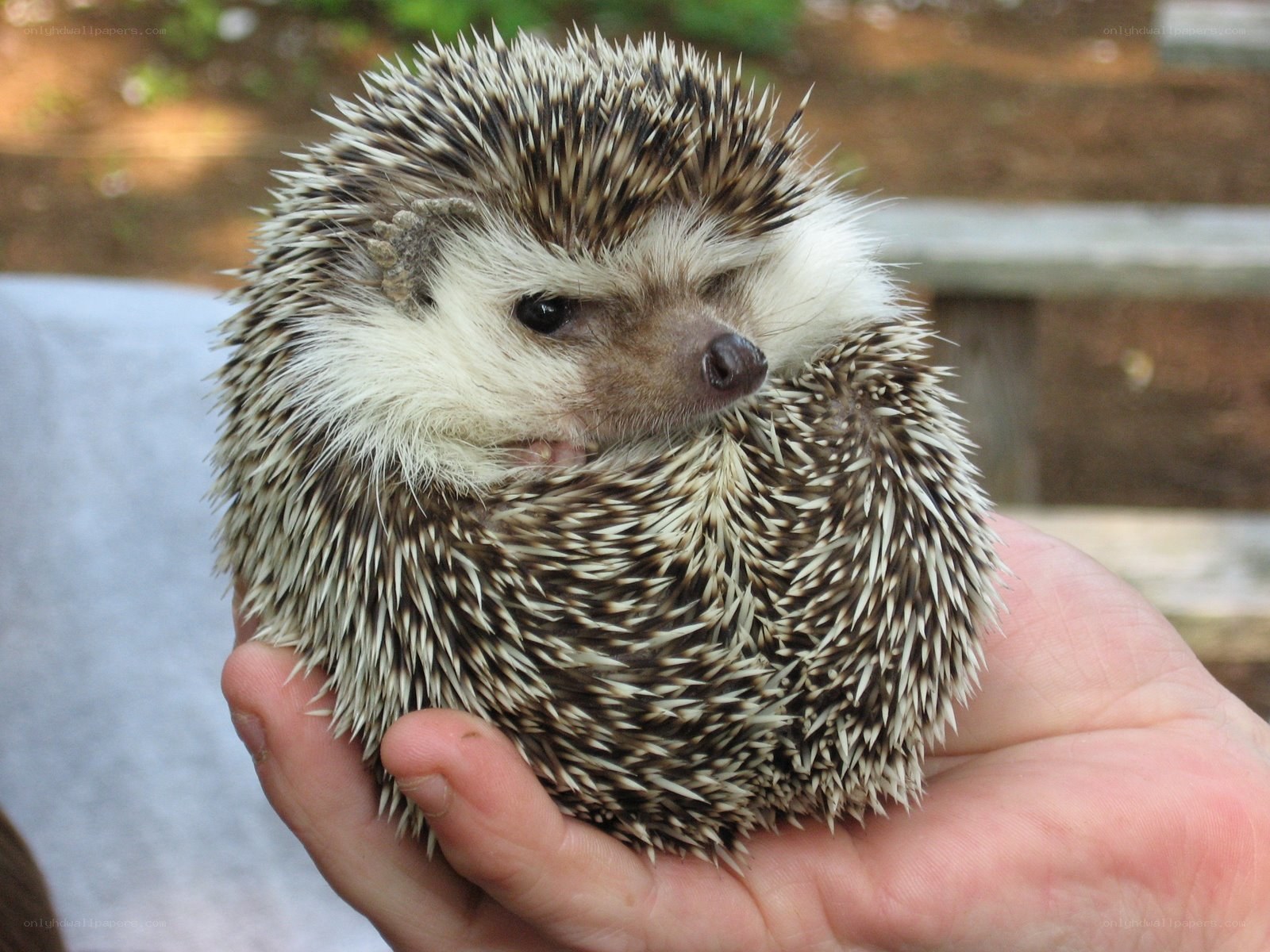 hedgehog in hand