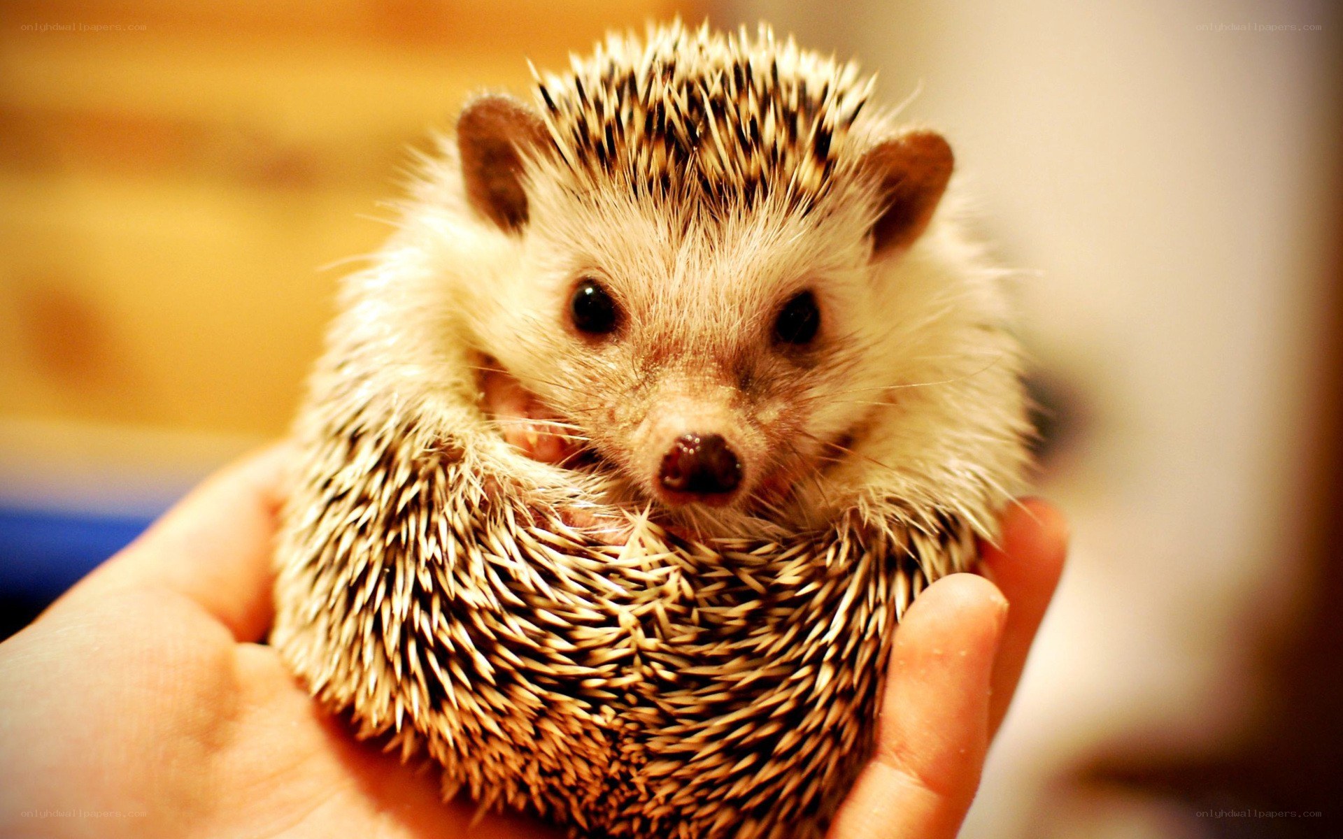 hedgehog in hand
