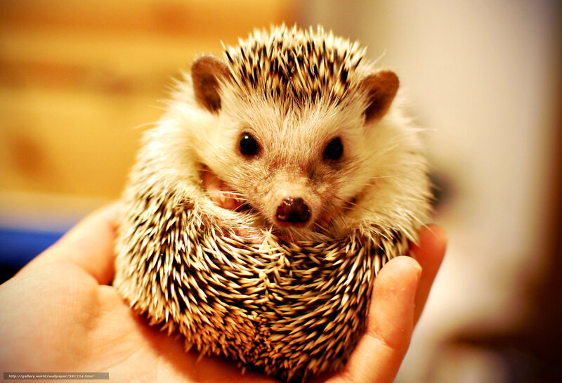 Hedgehog in Hand — Brown, Calm, Photograph