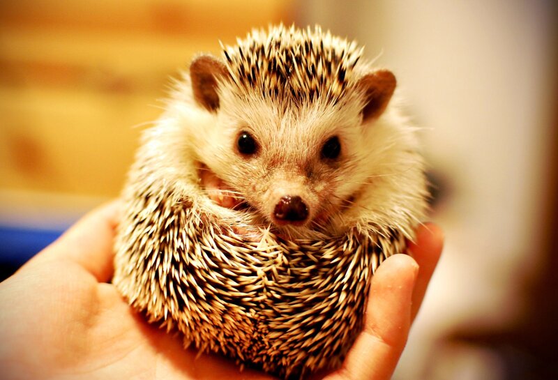 Hedgehog in Hand — Brown, Calm
