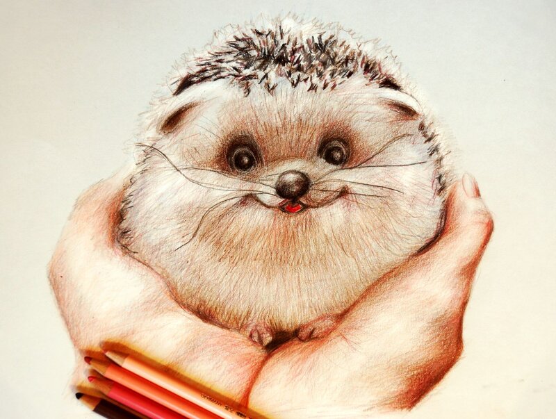 Hedgehog in Hands