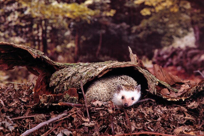 Hedgehog in Hollow Log