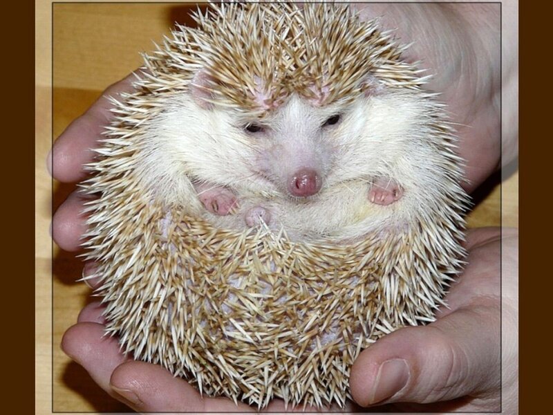 Hedgehog in Human Hands