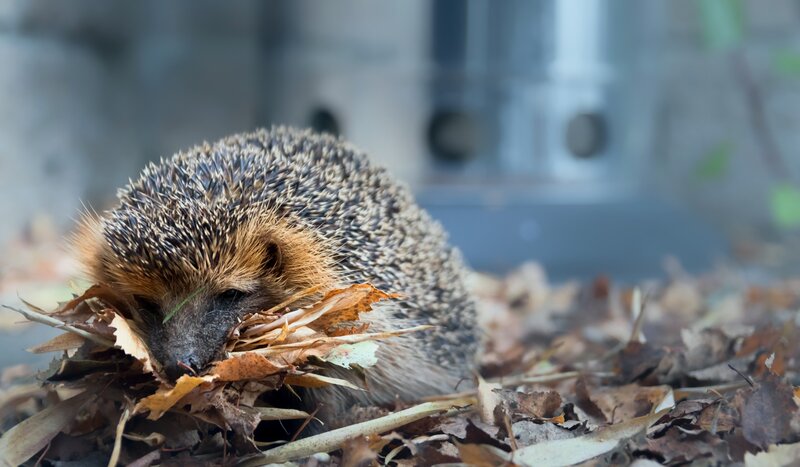 Hedgehog in Leaves — Brown