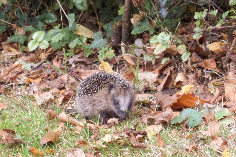 Hedgehog in Leaves