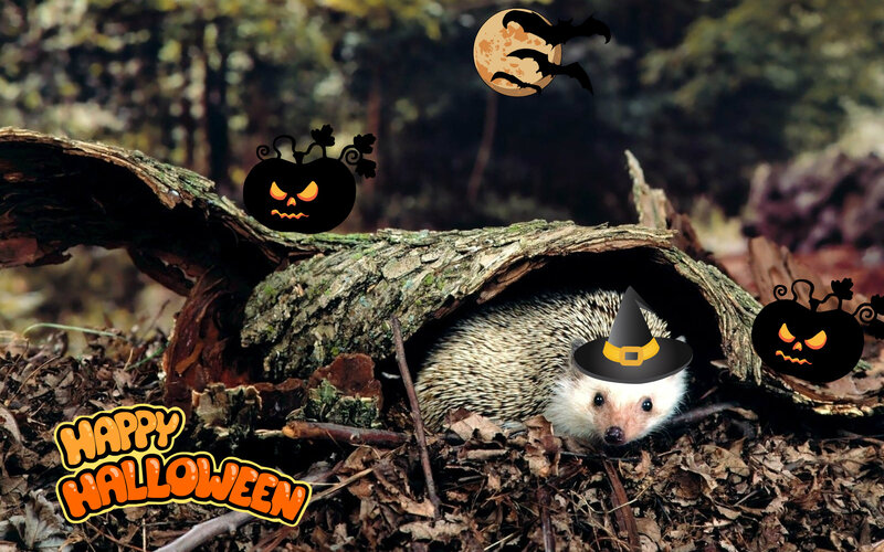 Hedgehog in Log