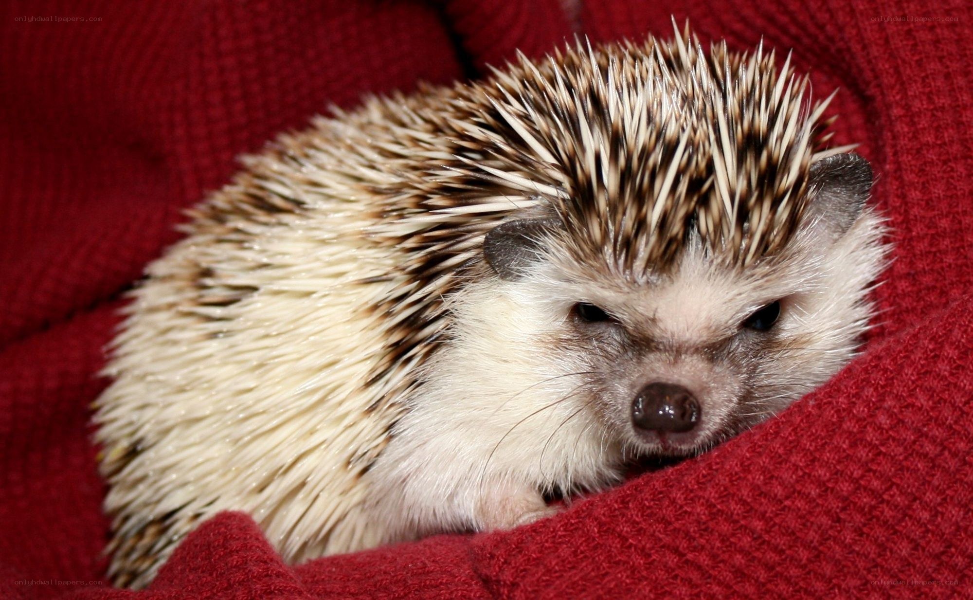 hedgehog in red blanket