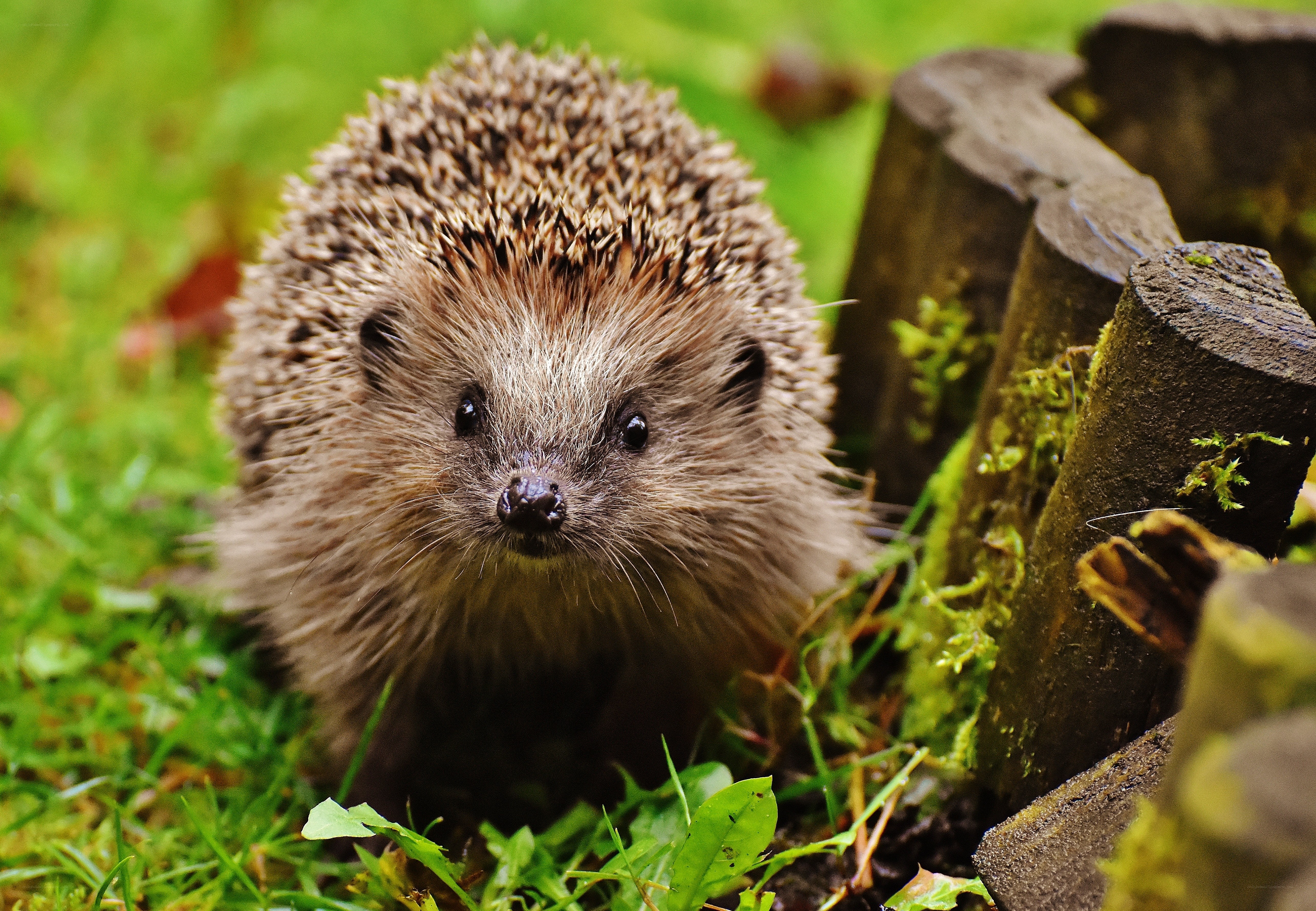 Hedgehog in the garden