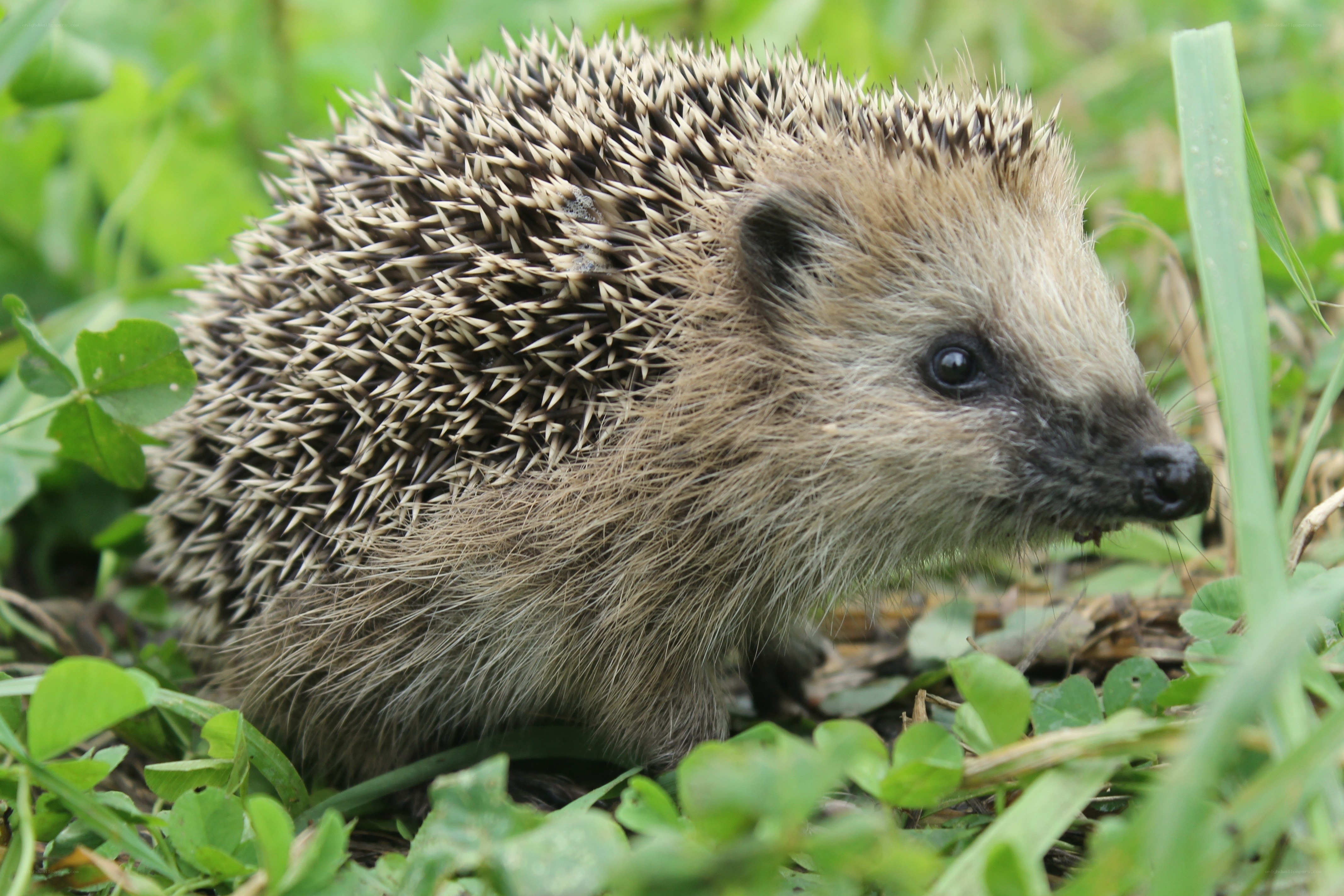Hedgehog in the grass