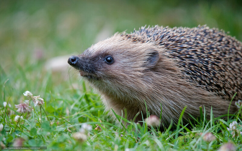 Hedgehog in the grass