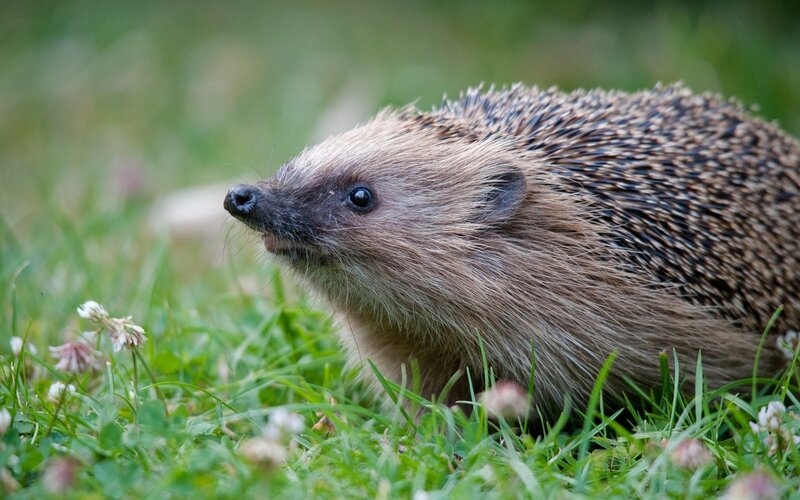 Hedgehog in the grass