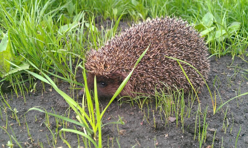 Hedgehog in the grass
