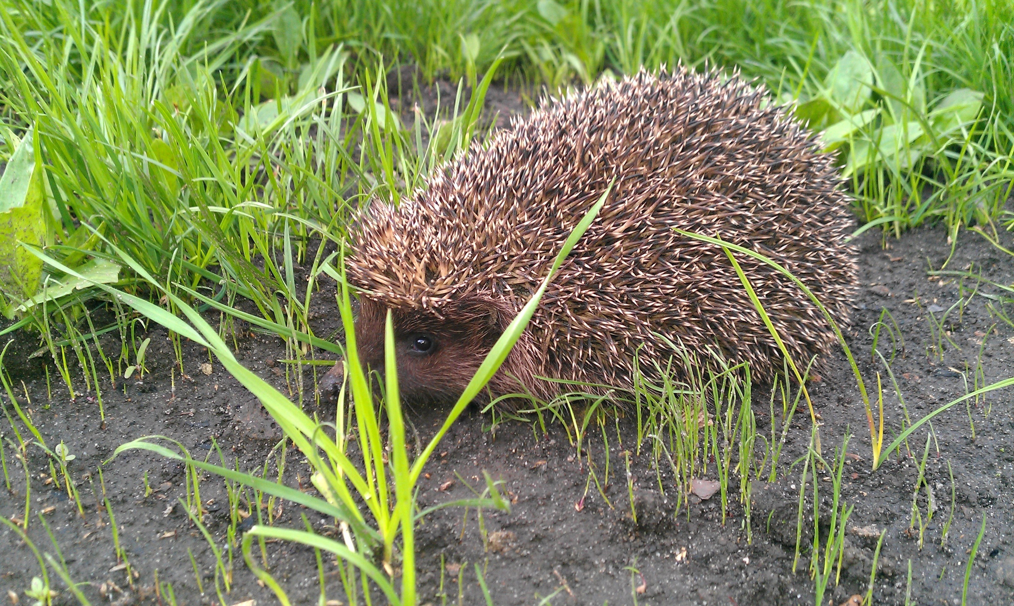 Hedgehog in the grass