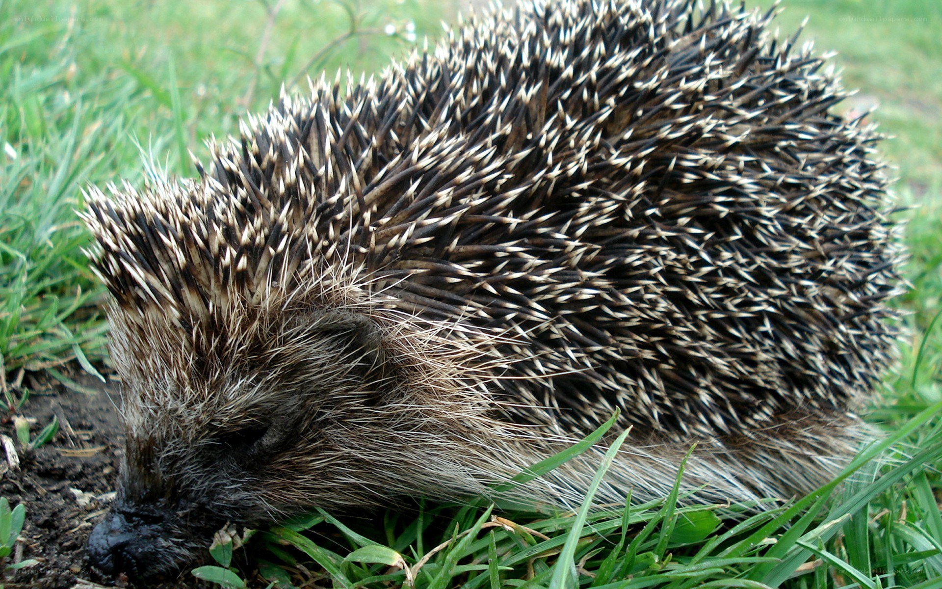 Hedgehog in the grass
