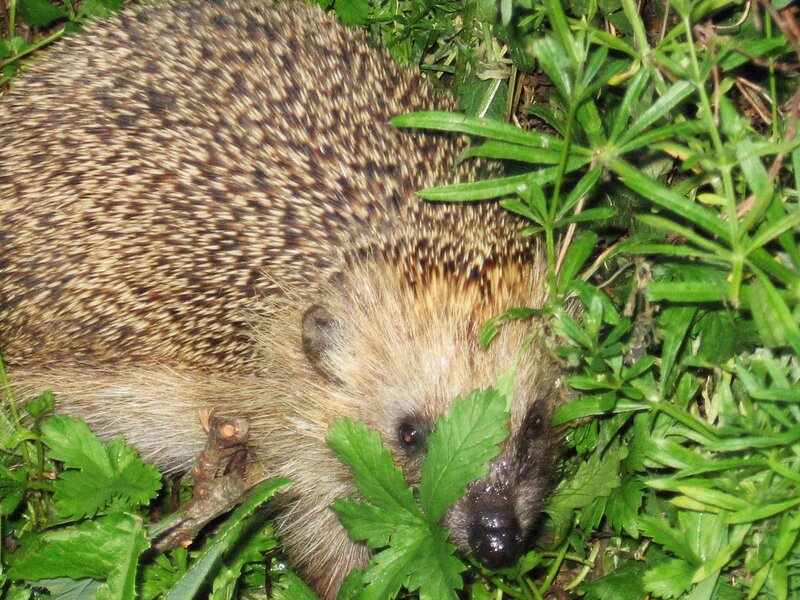 Hedgehog in the grass