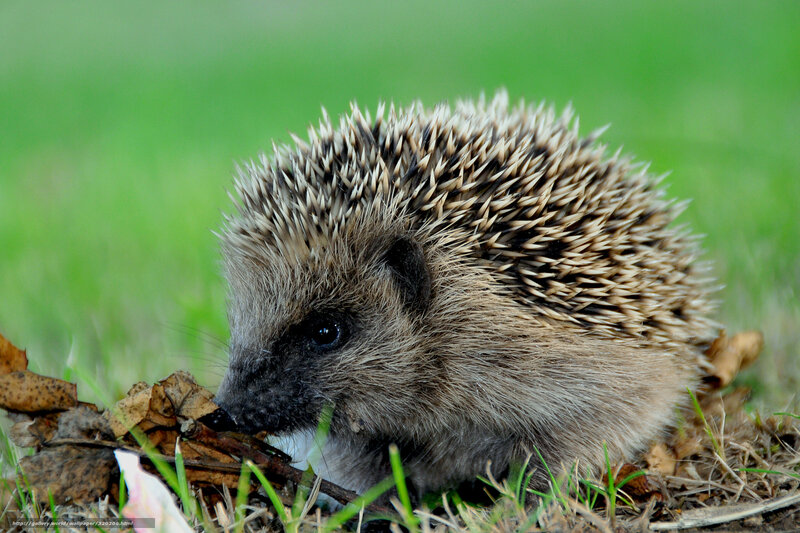 Hedgehog in the grass