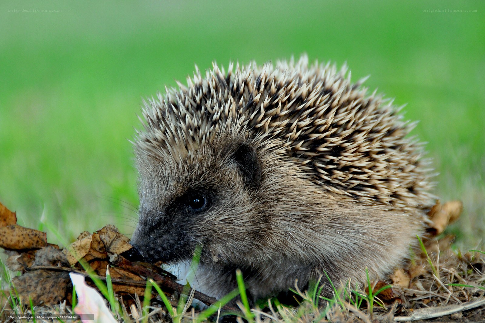 Hedgehog in the grass