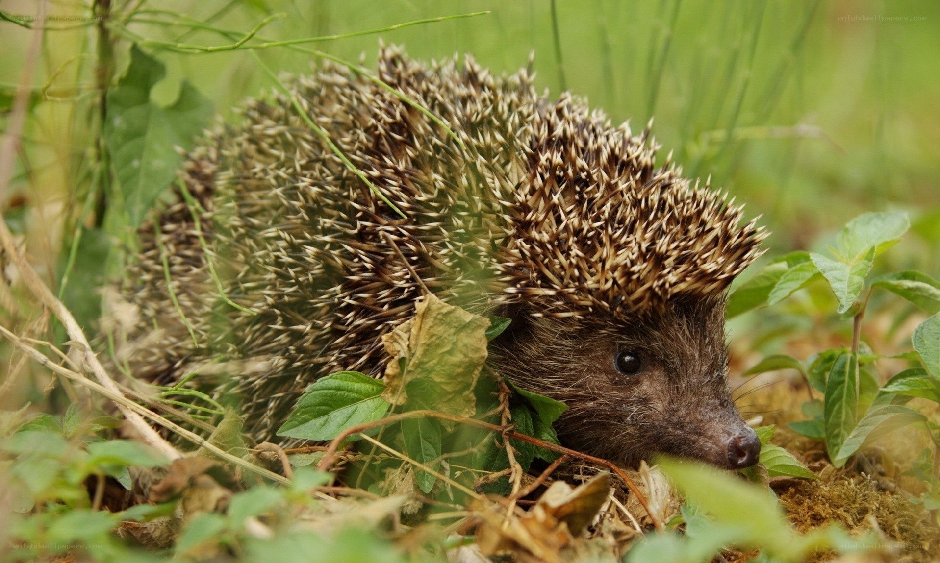 Hedgehog in the grass