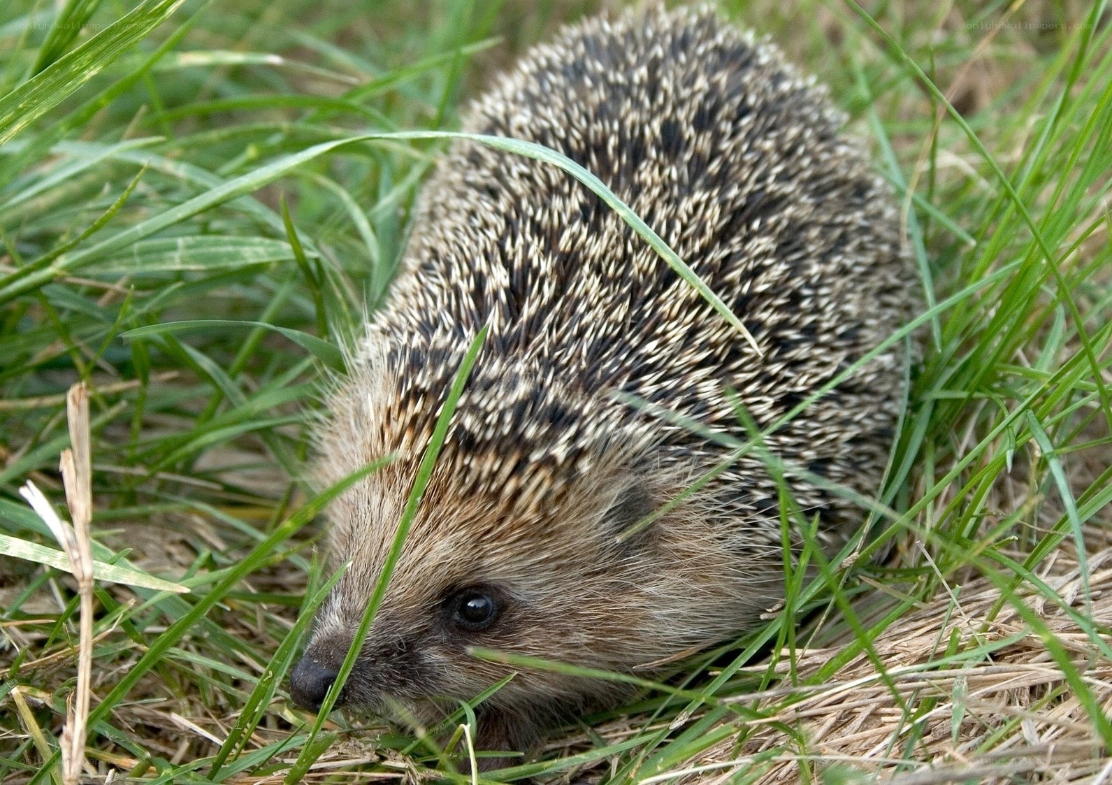 Hedgehog in the grass