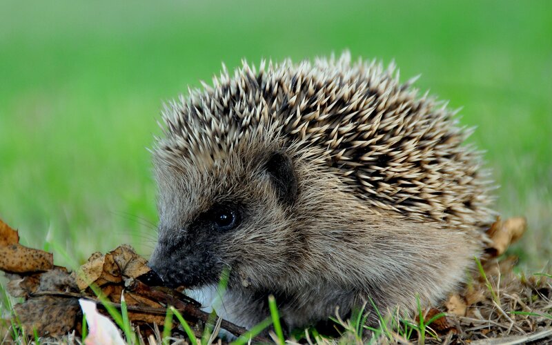 Hedgehog in the grass
