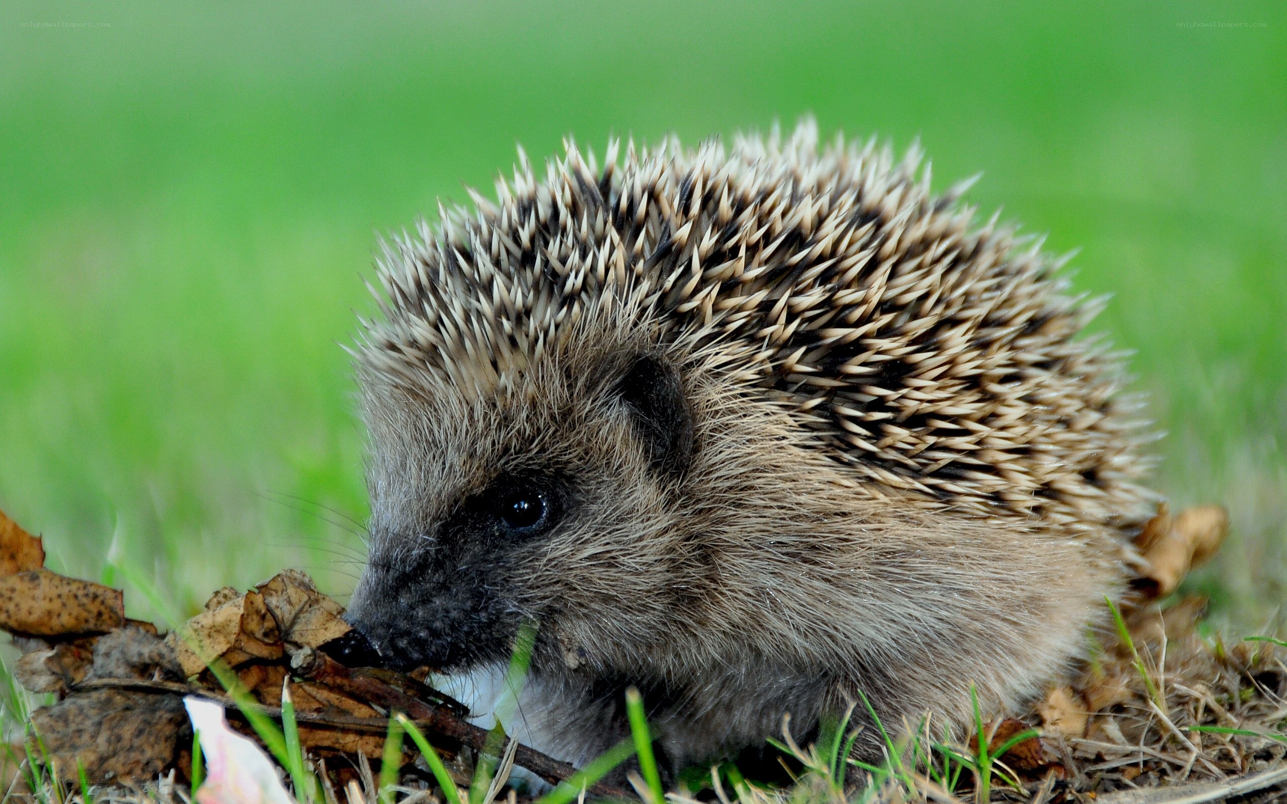 Hedgehog in the grass