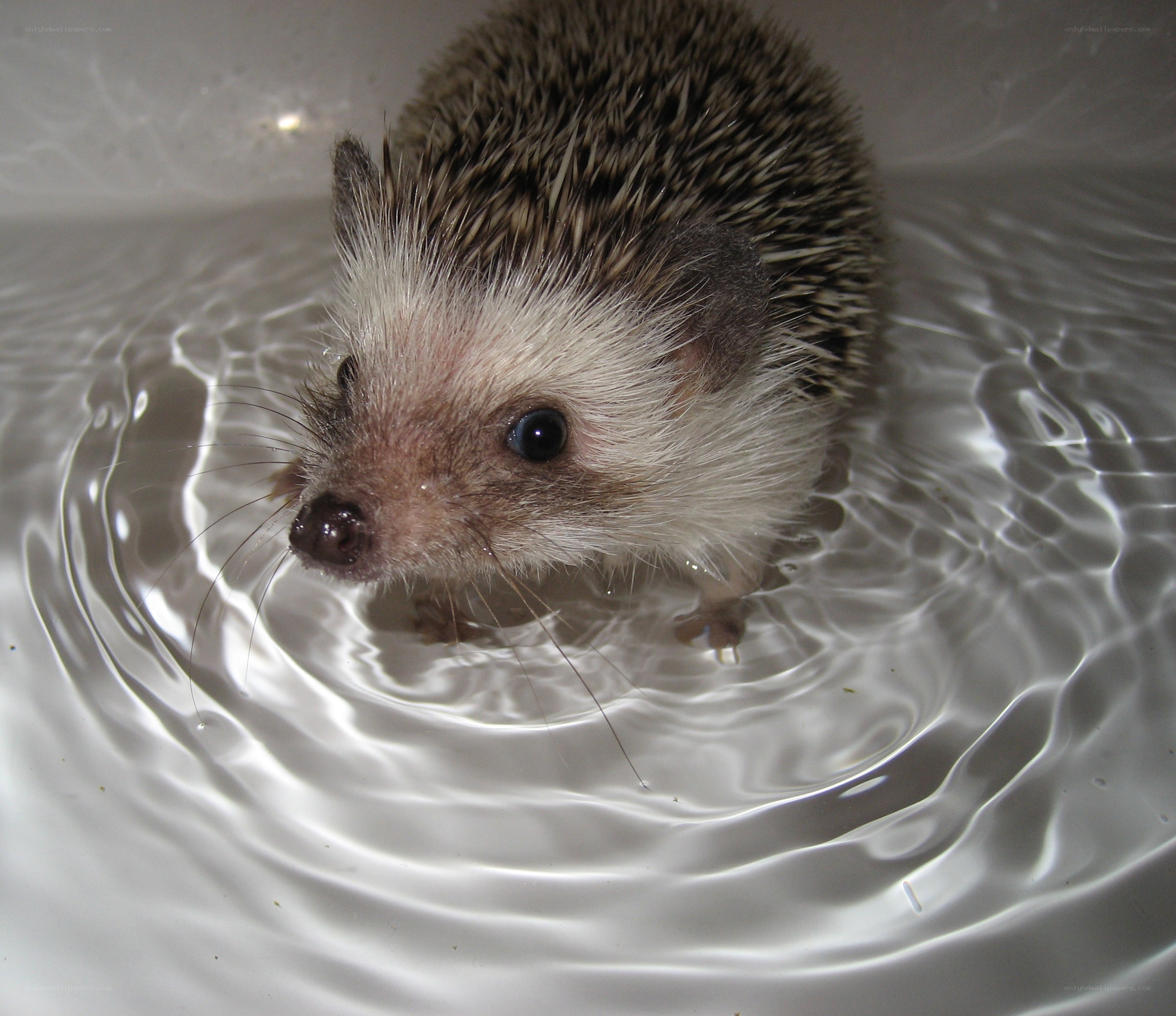 hedgehog in water