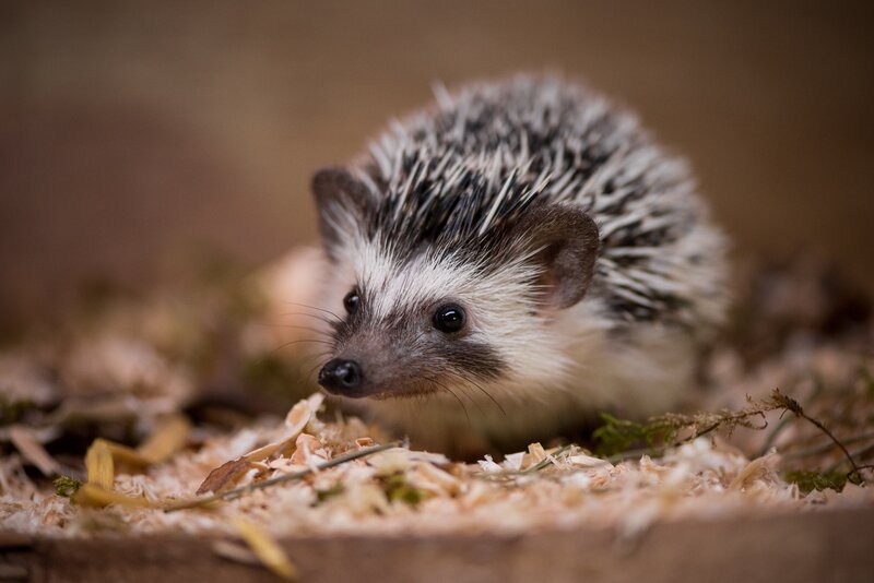 Hedgehog in Wood Chips — Brown