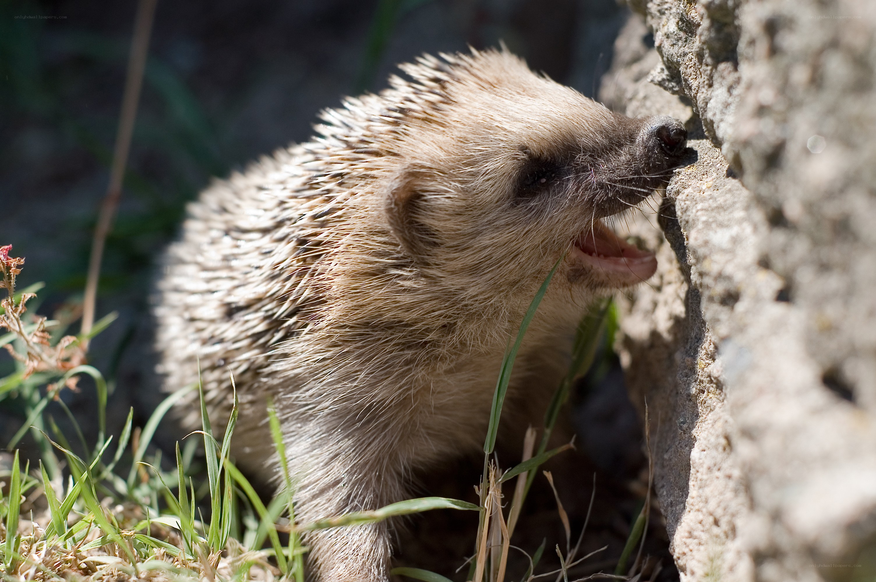 hedgehog near a rock