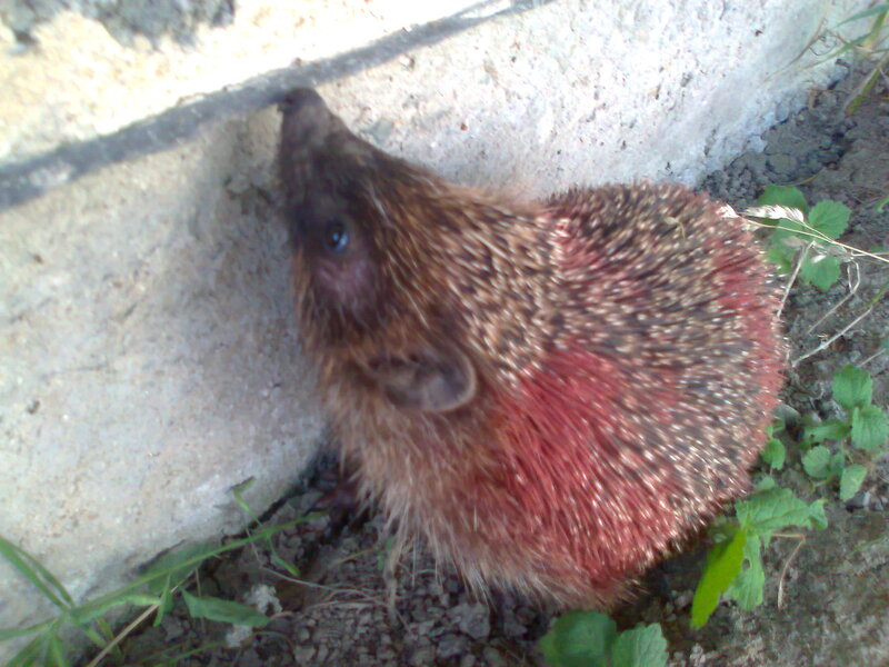 Hedgehog Near Concrete