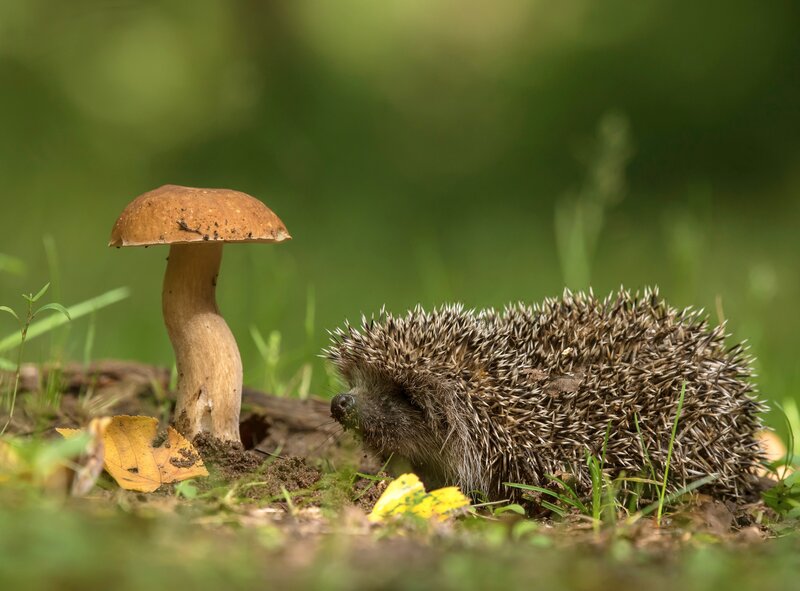 Hedgehog Near Mushroom