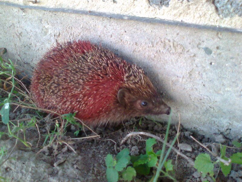 Hedgehog Near Wall