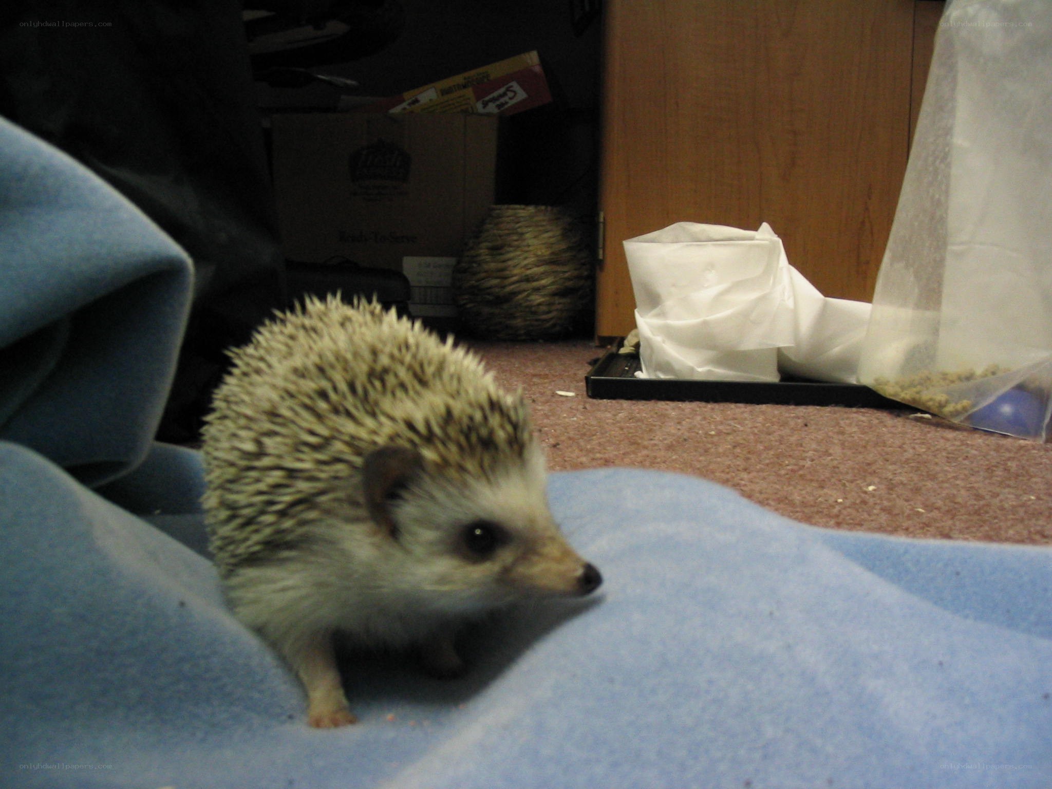 hedgehog on a blanket