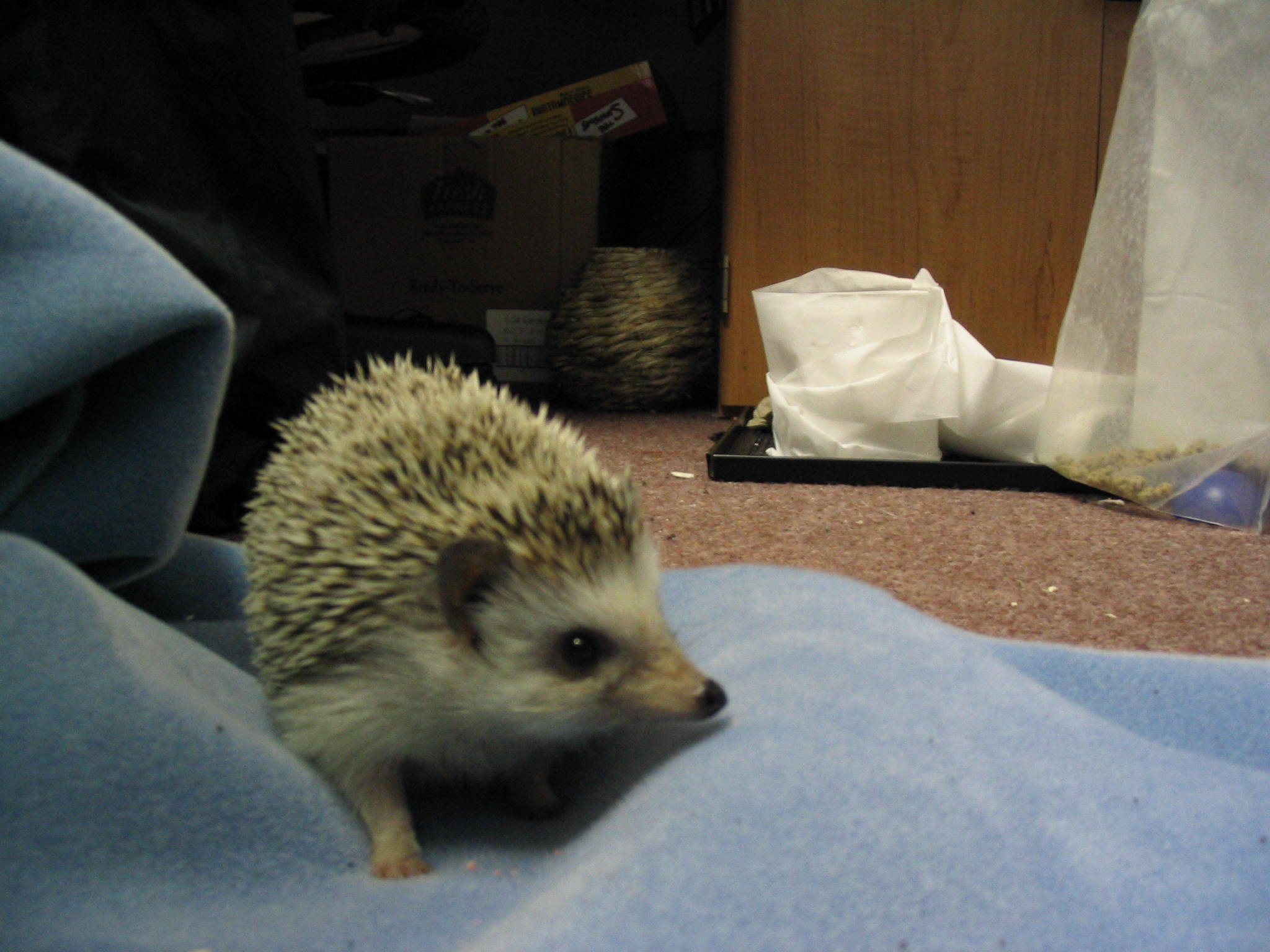 hedgehog on a blanket