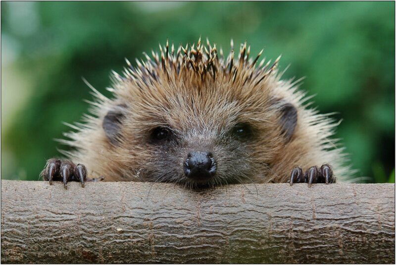 Hedgehog on a Branch — Brown, Curious