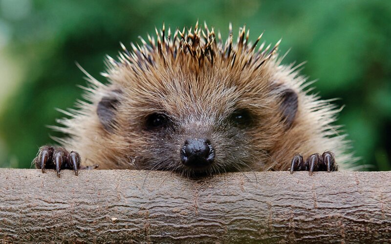 Hedgehog on a Branch — Brown