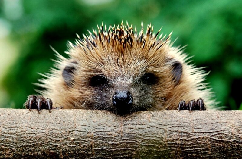 Hedgehog on a Branch