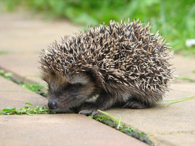 Hedgehog on a garden path