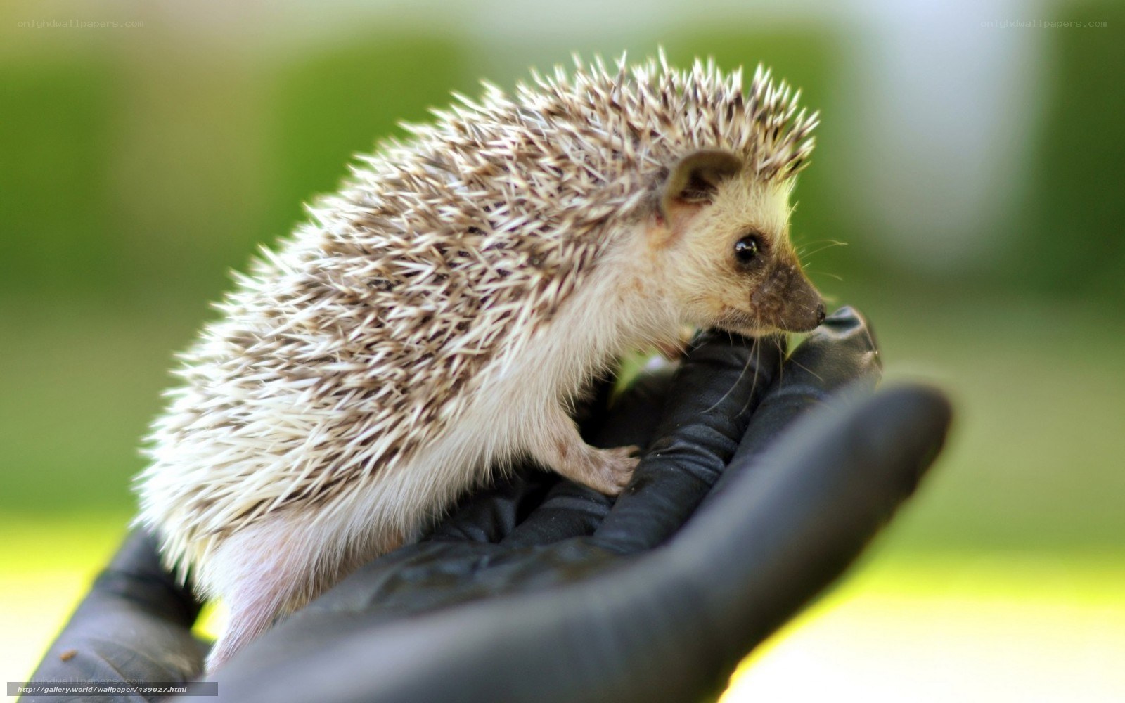 hedgehog on a gloved hand