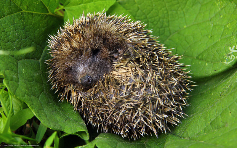 Hedgehog on a green leaf