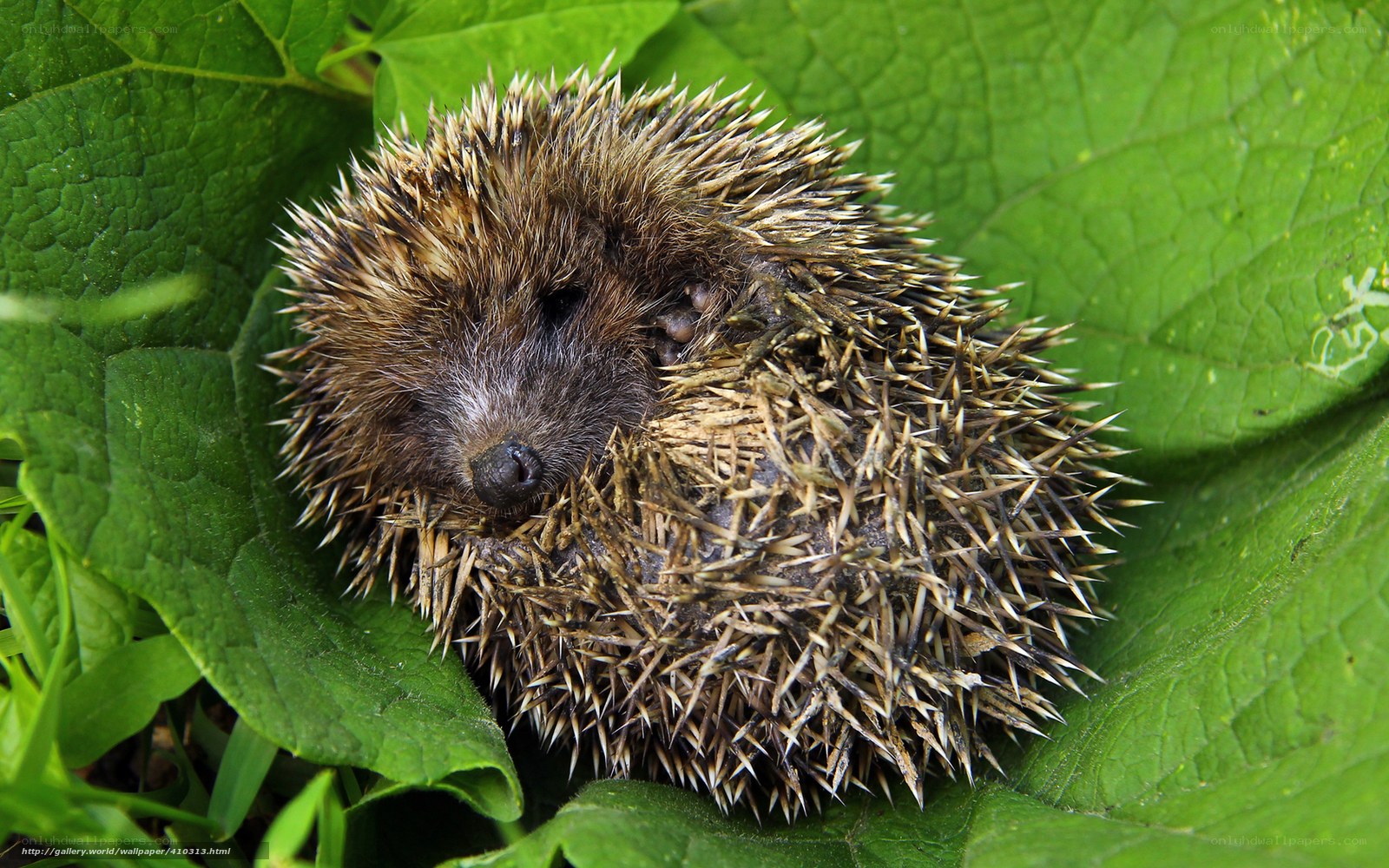 Hedgehog on a green leaf