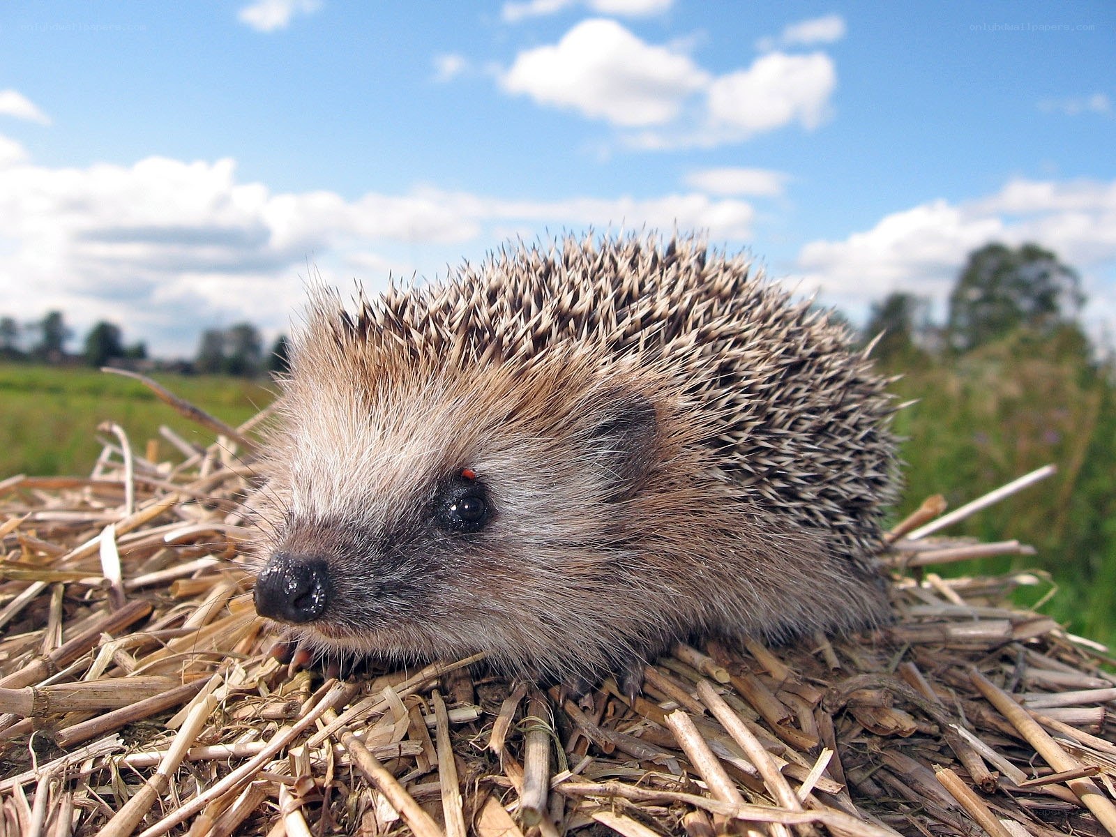 Hedgehog on a hay pile