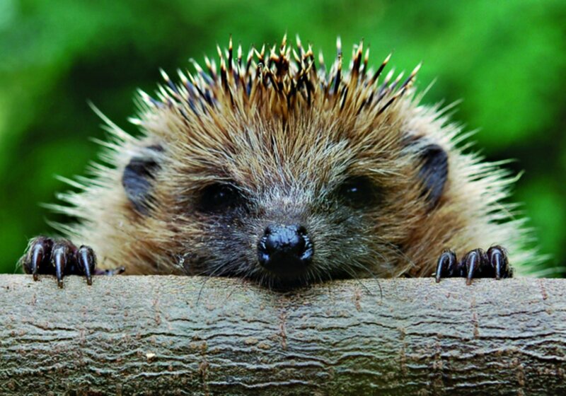 Hedgehog on a Log — Brown, Curious