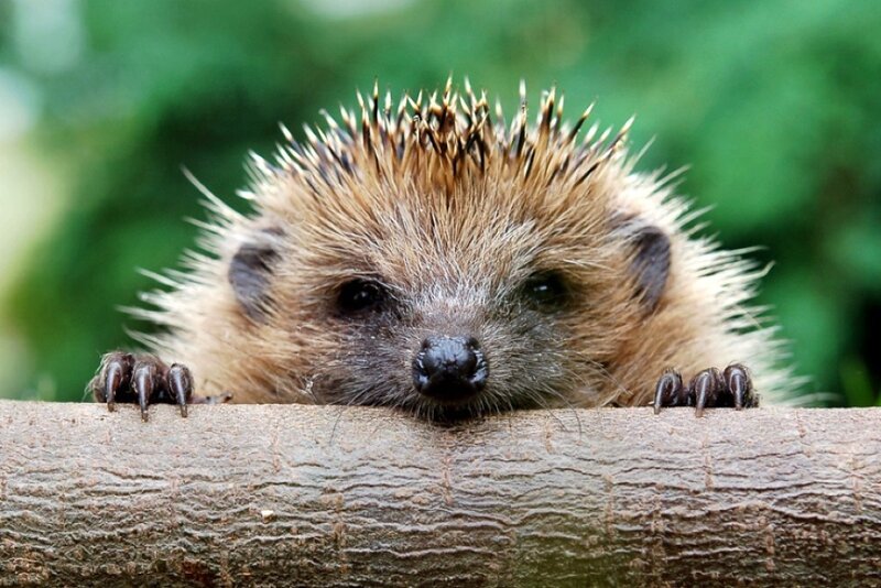 Hedgehog on a Log — Brown