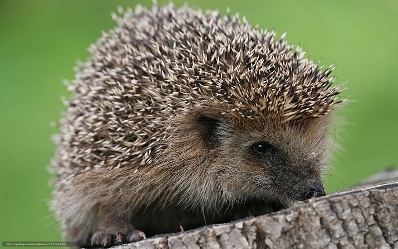Hedgehog on a log