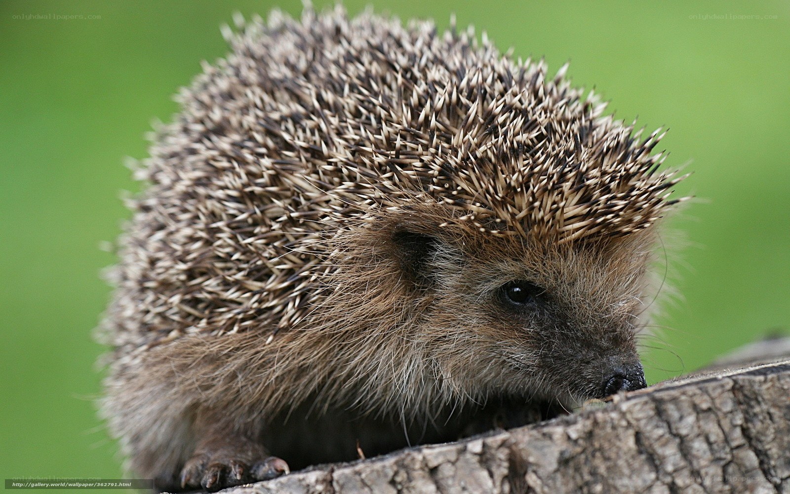 Hedgehog on a log