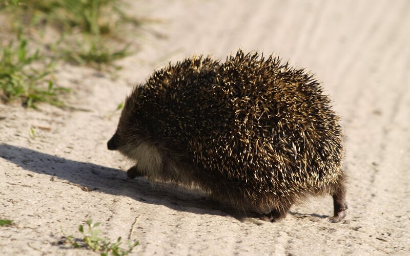 hedgehog on a path