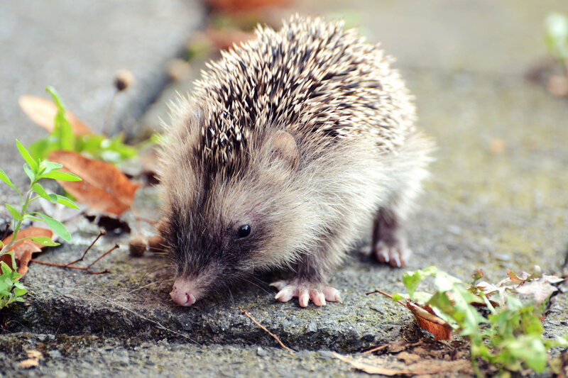 Hedgehog on a stone path