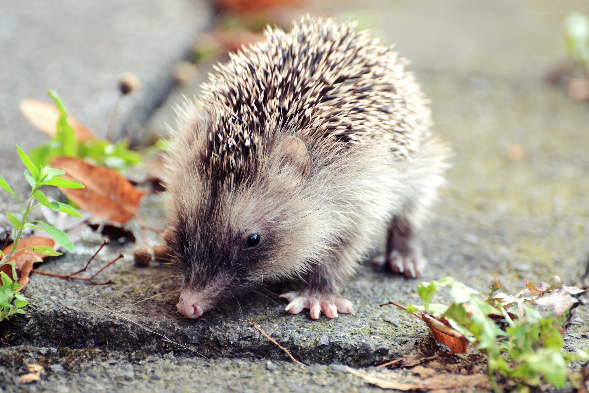 Hedgehog on a stone path