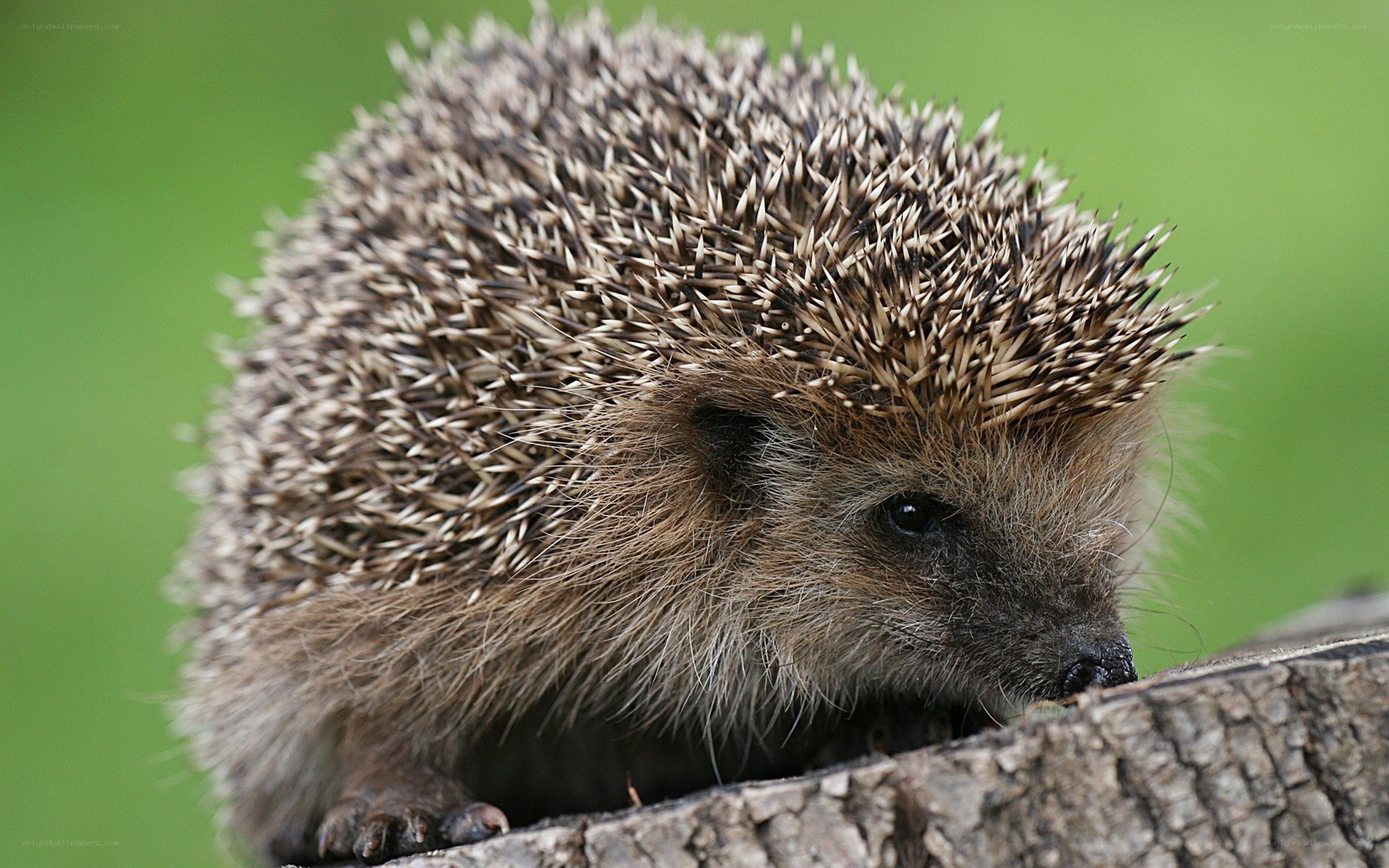 Hedgehog on a tree stump
