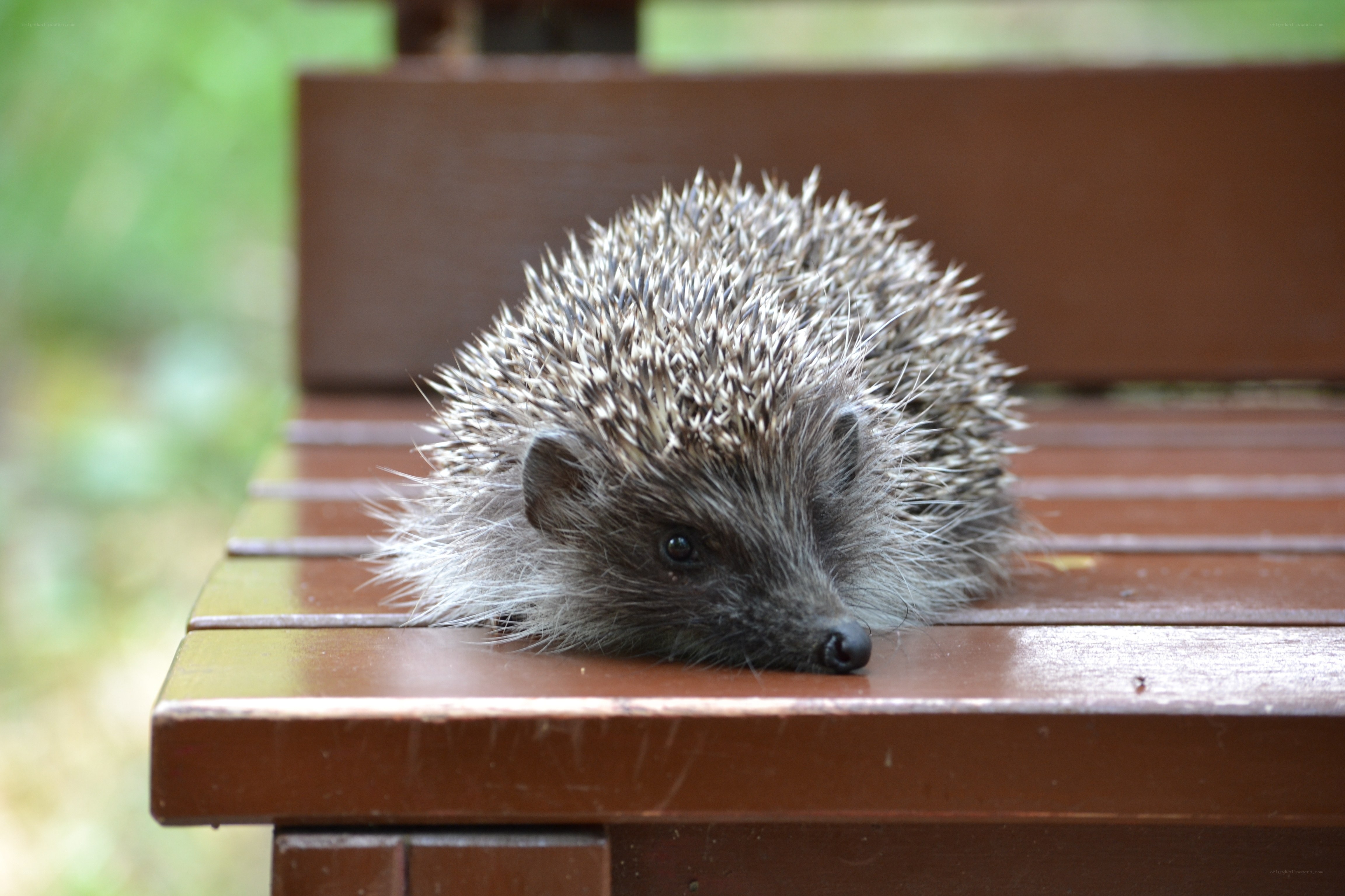 Hedgehog on a wooden bench